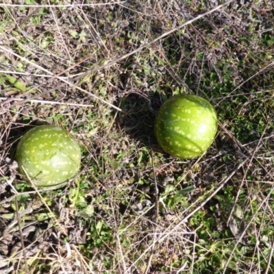 Citrullus amarus (Wild Melon, Camel Melon, Bitter Melon) at Isaacs Ridge - 14 Jun 2015 by Mike