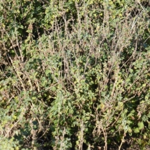 Marrubium vulgare at Isaacs Ridge - 14 Jun 2015 10:07 AM