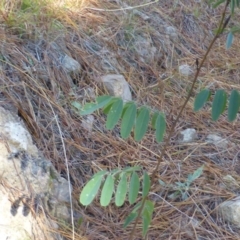 Indigofera australis subsp. australis (Australian Indigo) at Jerrabomberra, ACT - 12 Jun 2015 by Mike