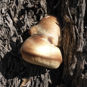 Laetiporus portentosus at Isaacs, ACT - 10 Jun 2015