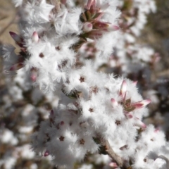 Styphelia attenuata (Small-leaved Beard Heath) at Farrer, ACT - 10 Jun 2015 by Mike