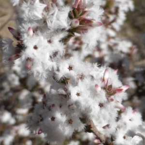 Styphelia attenuata at Farrer, ACT - 10 Jun 2015