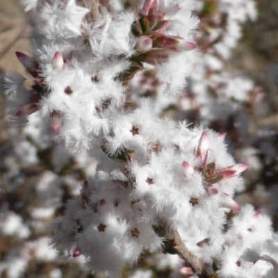 Leucopogon attenuatus (Small-leaved Beard Heath) at Farrer, ACT - 10 Jun 2015 by Mike