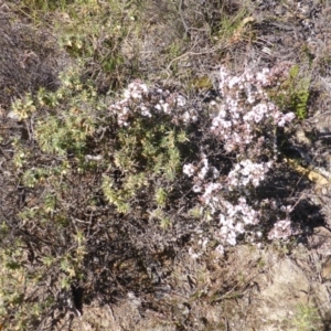 Styphelia attenuata at Farrer, ACT - 10 Jun 2015