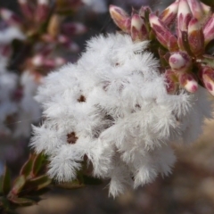 Styphelia attenuata (Small-leaved Beard Heath) at Farrer, ACT - 10 Jun 2015 by Mike