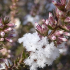 Styphelia attenuata at Farrer, ACT - 10 Jun 2015 11:43 AM