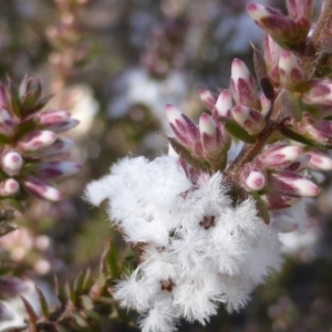 Styphelia attenuata at Farrer, ACT - 10 Jun 2015