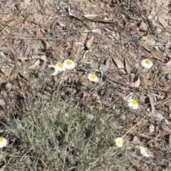 Leucochrysum albicans subsp. tricolor (Hoary Sunray) at Farrer, ACT - 10 Jun 2015 by Mike