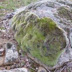 Grimmia sp. (A moss) at Mount Mugga Mugga - 23 Jul 2013 by Mike
