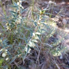 Melichrus urceolatus (Urn Heath) at Isaacs Ridge and Nearby - 24 Jul 2013 by Mike