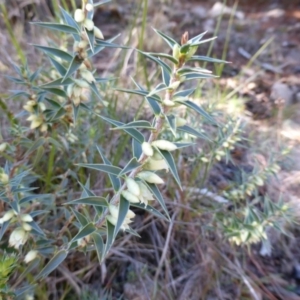 Melichrus urceolatus at Jerrabomberra, ACT - 24 Jul 2013 11:55 AM