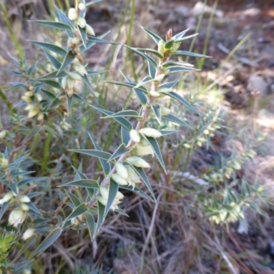 Melichrus urceolatus (Urn Heath) at Isaacs Ridge and Nearby - 24 Jul 2013 by Mike