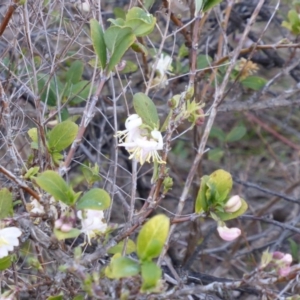 Lonicera fragrantissima at Isaacs, ACT - 27 Jul 2013 11:24 AM