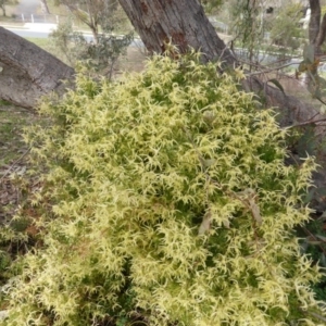 Clematis leptophylla at O'Malley, ACT - 6 Sep 2013 09:52 AM