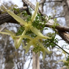 Clematis leptophylla at O'Malley, ACT - 6 Sep 2013 09:52 AM