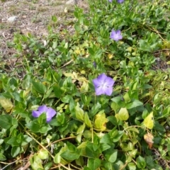 Vinca major (Blue Periwinkle) at Scrivener Hill - 6 Sep 2013 by Mike