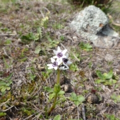 Wurmbea dioica subsp. dioica (Early Nancy) at Isaacs Ridge and Nearby - 6 Sep 2013 by Mike