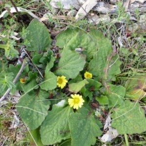 Cymbonotus sp. (preissianus or lawsonianus) at Isaacs Ridge - 6 Sep 2013