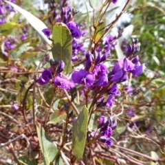 Hardenbergia violacea (False Sarsaparilla) at Isaacs, ACT - 6 Sep 2013 by Mike