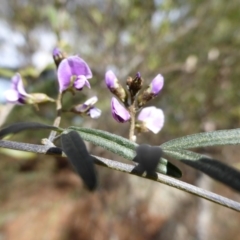 Glycine clandestina (Twining Glycine) at Isaacs Ridge - 6 Sep 2013 by Mike