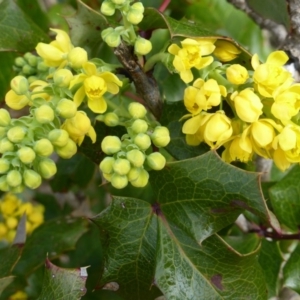 Berberis aquifolium at Isaacs, ACT - 9 Sep 2013