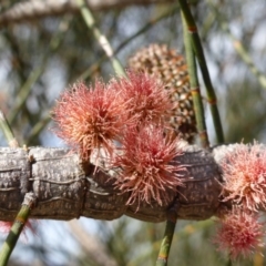 Allocasuarina verticillata (Drooping Sheoak) at Isaacs Ridge and Nearby - 9 Sep 2013 by Mike