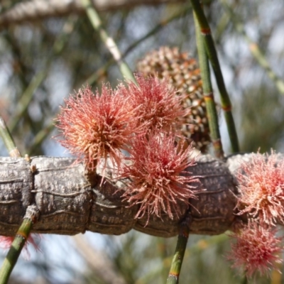 Allocasuarina verticillata (Drooping Sheoak) at Isaacs, ACT - 9 Sep 2013 by Mike