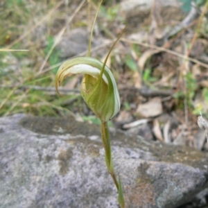 Diplodium ampliatum at Isaacs, ACT - 19 Mar 2012