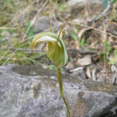 Diplodium ampliatum (Large Autumn Greenhood) at Isaacs Ridge - 19 Mar 2012 by Mike