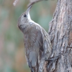 Cormobates leucophaea (White-throated Treecreeper) at Gigerline Nature Reserve - 2 Mar 2014 by michaelb