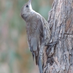 Cormobates leucophaea at Tennent, ACT - 2 Mar 2014