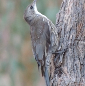 Cormobates leucophaea at Tennent, ACT - 2 Mar 2014 07:29 PM