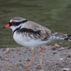 Charadrius melanops (Black-fronted Dotterel) at Paddys River, ACT - 9 Mar 2014 by MichaelBedingfield