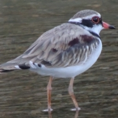 Charadrius melanops at Paddys River, ACT - 9 Mar 2014 07:32 PM