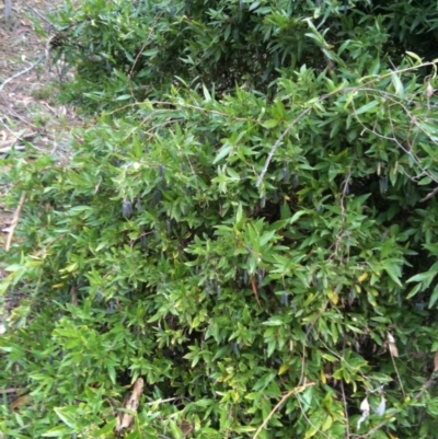 Billardiera heterophylla (Western Australian Bluebell Creeper) at Red Hill Nature Reserve - 6 Jun 2015 by MichaelMulvaney