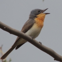 Myiagra cyanoleuca (Satin Flycatcher) at Tennent, ACT - 24 Jan 2015 by MichaelBedingfield