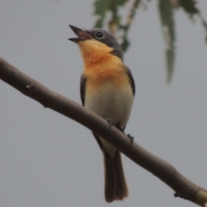 Myiagra cyanoleuca at Tennent, ACT - 24 Jan 2015