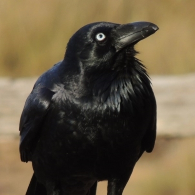 Corvus coronoides (Australian Raven) at Greenway, ACT - 11 May 2015 by MichaelBedingfield