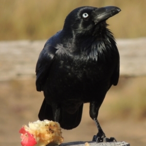 Corvus coronoides at Greenway, ACT - 11 May 2015