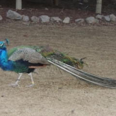 Pavo cristatus (Indian Peafowl) at Molonglo Valley, ACT - 3 Jun 2015 by michaelb