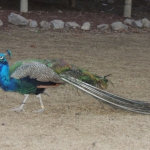 Pavo cristatus at Molonglo Valley, ACT - 3 Jun 2015 06:18 PM