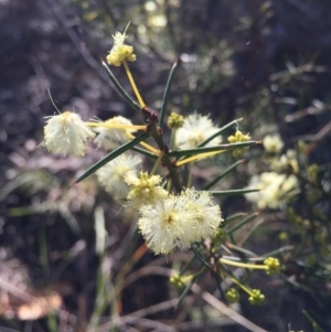 Acacia genistifolia at Canberra Central, ACT - 20 Jun 2015