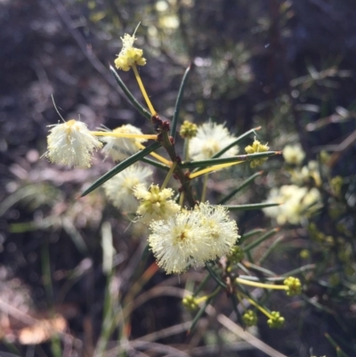 Acacia genistifolia (Early Wattle) at Black Mountain - 20 Jun 2015 by AaronClausen