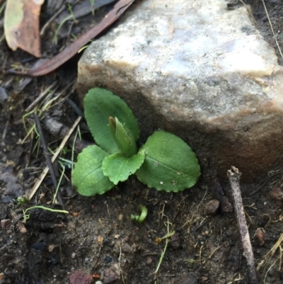 Pterostylis nutans (Nodding Greenhood) at Black Mountain - 20 Jun 2015 by AaronClausen