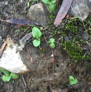 Pterostylis nutans at Canberra Central, ACT - 20 Jun 2015