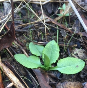 Pterostylis nutans at Canberra Central, ACT - 20 Jun 2015