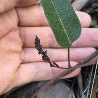 Hardenbergia violacea (False Sarsaparilla) at Canberra Central, ACT - 20 Jun 2015 by AaronClausen