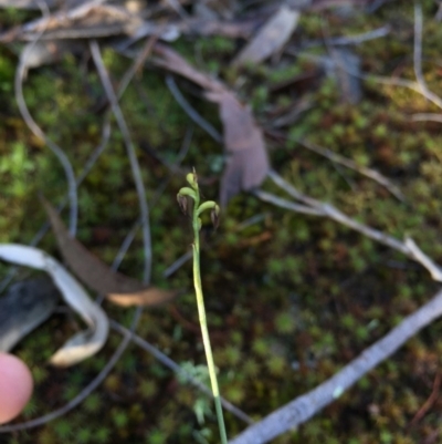 Corunastylis sp. (A Midge Orchid) at Black Mountain - 20 Jun 2015 by AaronClausen