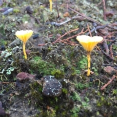 Lichenomphalia chromacea (Yellow Navel) at Black Mountain - 20 Jun 2015 by AaronClausen