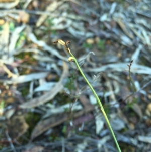 Corunastylis clivicola at Black Mountain - suppressed